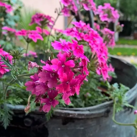 Brigantina Πανσιόν Σάνι Μπιτς